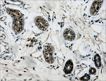 β-Tubulin Mouse mAb Antibody