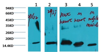 COX IV Mouse mAb