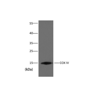 COX IV Mouse mAb