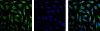 COX IV Mouse mAb
