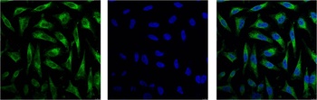 COX IV antibody