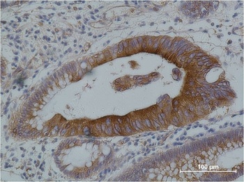 α-tubulin Mouse mAb