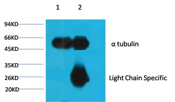 α-tubulin Mouse mAb