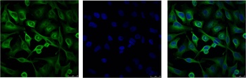 α-tubulin Mouse mAb