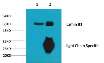 Lamin B1 Mouse mAb