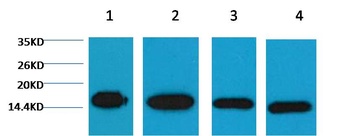 Histone H3 Mouse mAb