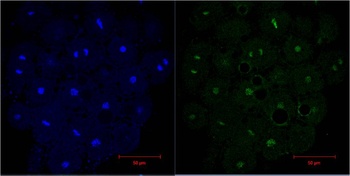 Histone H3 Mouse mAb
