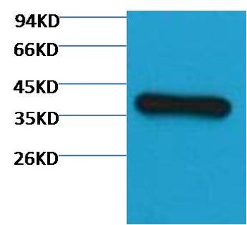 GAPDH(HRP Conjugated) Mouse mAb Antibody