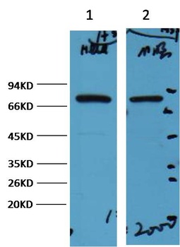 HSP70 antibody