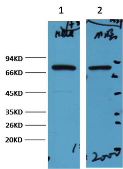 HSP70 Mouse mAb