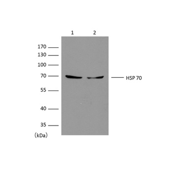 HSP70 Mouse mAb