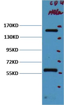 CD45 Mouse mAb Antibody