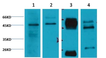Caspase 9 Mouse mAb