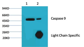 Caspase 9 Mouse mAb