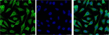 Caspase 9 Mouse mAb