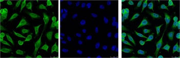 Caspase 9 antibody