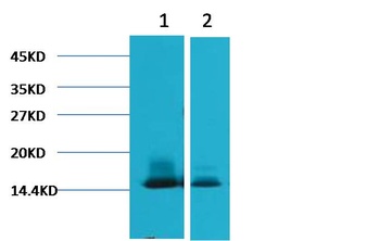 alpha Lactalbumin Mouse mAb Antibody