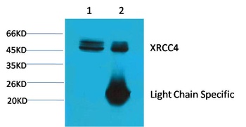XRCC4 antibody