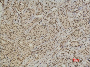 XRCC4 antibody