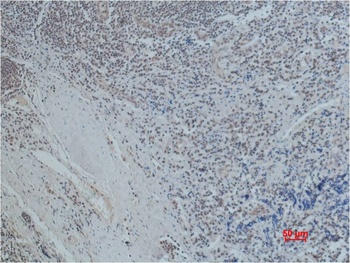 Oct1 Mouse mAb
