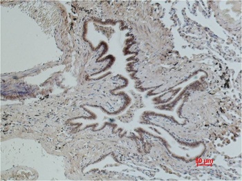 CD16 Mouse mAb