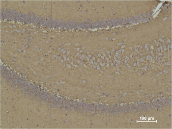 CD15 Mouse mAb Antibody