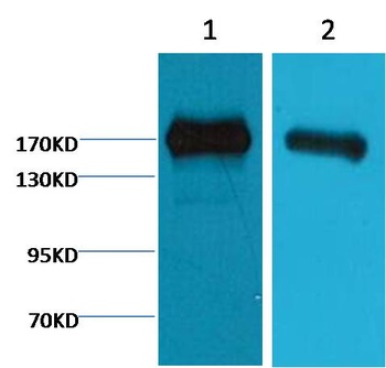 EGFR Mouse mAb