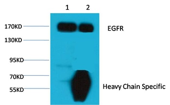 EGFR Mouse mAb
