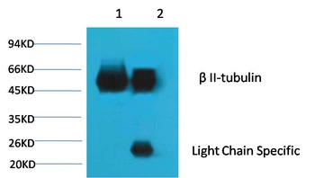 beta II tubulin antibody