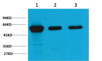 Vimentin Mouse mAb