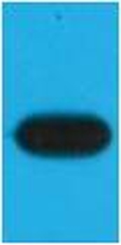 mOrange-Tag Mouse mAb