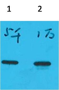 ECFP-Tag Mouse mAb