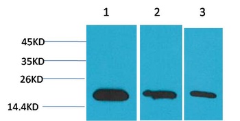 Survivin Mouse mAb Antibody