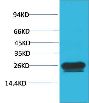 HSP27 Mouse mAb