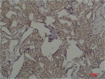 c-Fos Mouse mAb