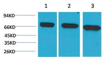 HSC70 Mouse mAb Antibody