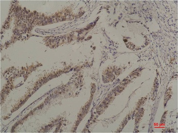 HSC70 Mouse mAb Antibody