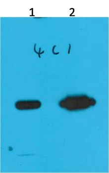 Nano-Tag9 Mouse mAb Antibody