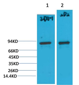 PI3 Kinase P85α Mouse mAb