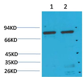 GRP78/Bip Mouse mAb Antibody