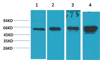 AMPK α1 Mouse mAb