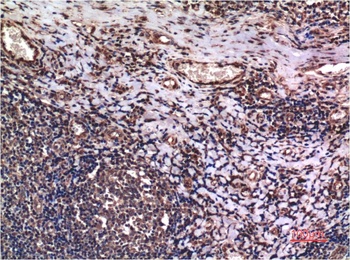 Cyclin B1 antibody