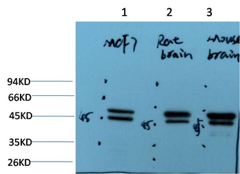 Epsilon Tubulin (2B3) Mouse mAb Antibody