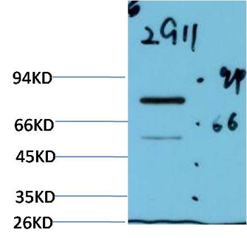 Luciferase (2G11) Mouse mAb Antibody