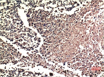 ERK1/2 (1H4) Mouse mAb