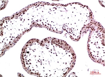 HP-1γ (3B9) Mouse mAb