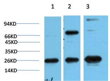 HP-1γ (3B9) Mouse mAb