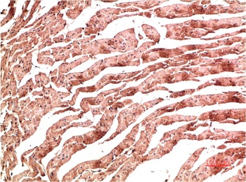 VE-Cadherin (3G8) Mouse mAb Antibody