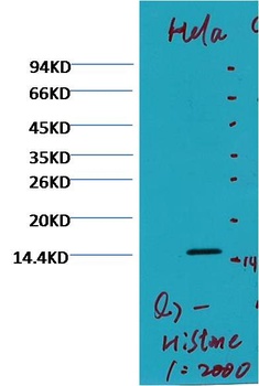 Histone H3 (di methyl K79) antibody