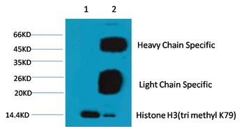 Histone H3 (tri methyl K79) antibody